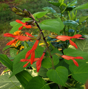 Mole Poblano Mexican Chocolate Scarlet Sage, Salvia gesneriflora 'Mole Poblano'